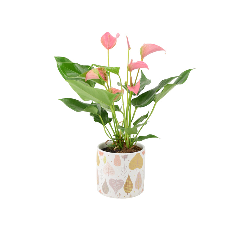 Anthurium Pink in Falling Leaf Ceramic 12cm Pot