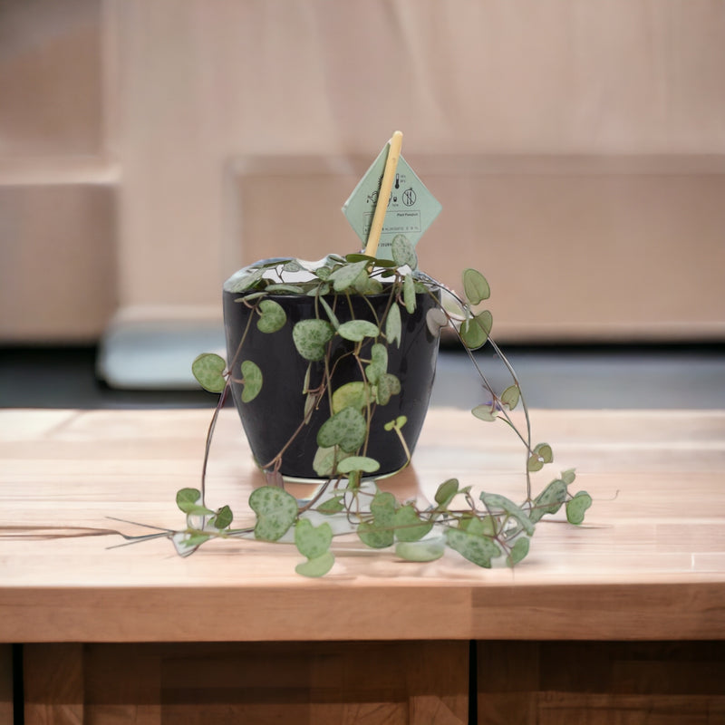 String Of Hearts 8.5cm Pot