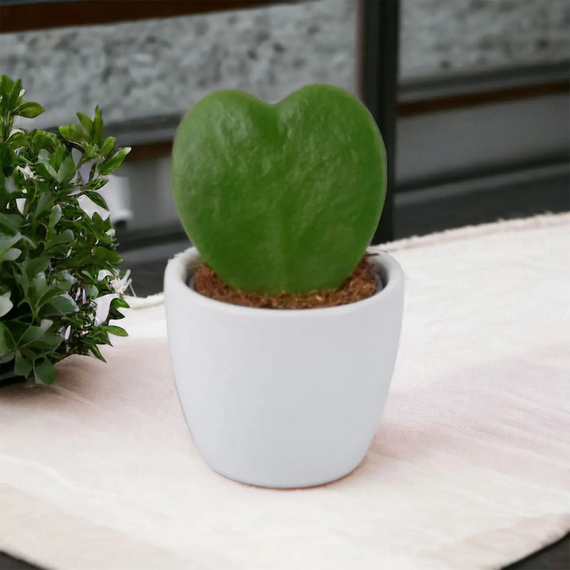 Hoya Kerrii Plant 6cm Pot Heart Shaped Succulent Plant