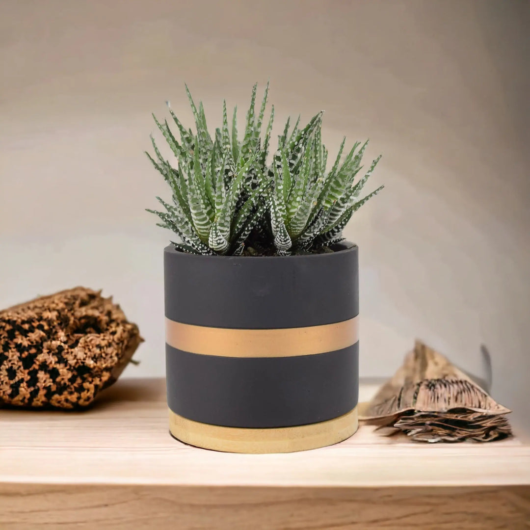 big band succulent Haworthia Fasciata Big Band 10.5cm