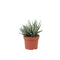 Nursery Pot