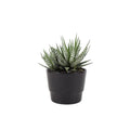 Haworthia Fasciata Big Band 10.5cm Plants By Post