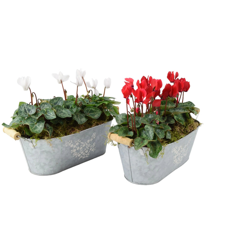 Cyclamen Floral Planted Trough