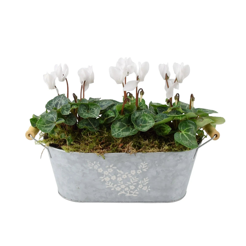 Cyclamen Floral Planted Trough