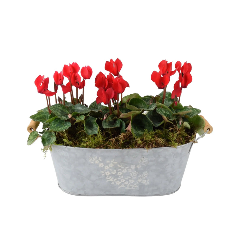 Cyclamen Floral Planted Trough