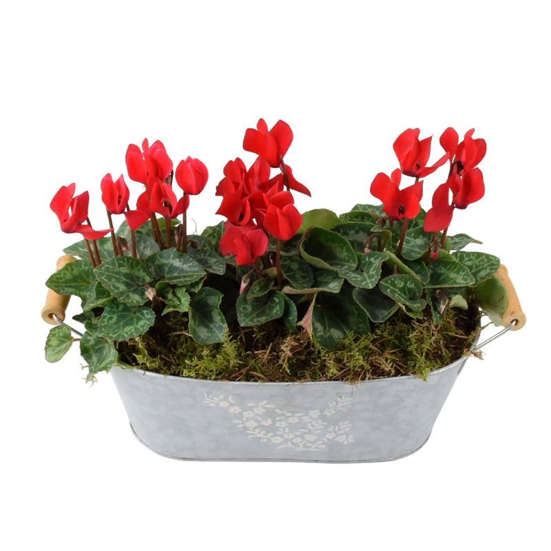 Cyclamen Floral Planted Trough
