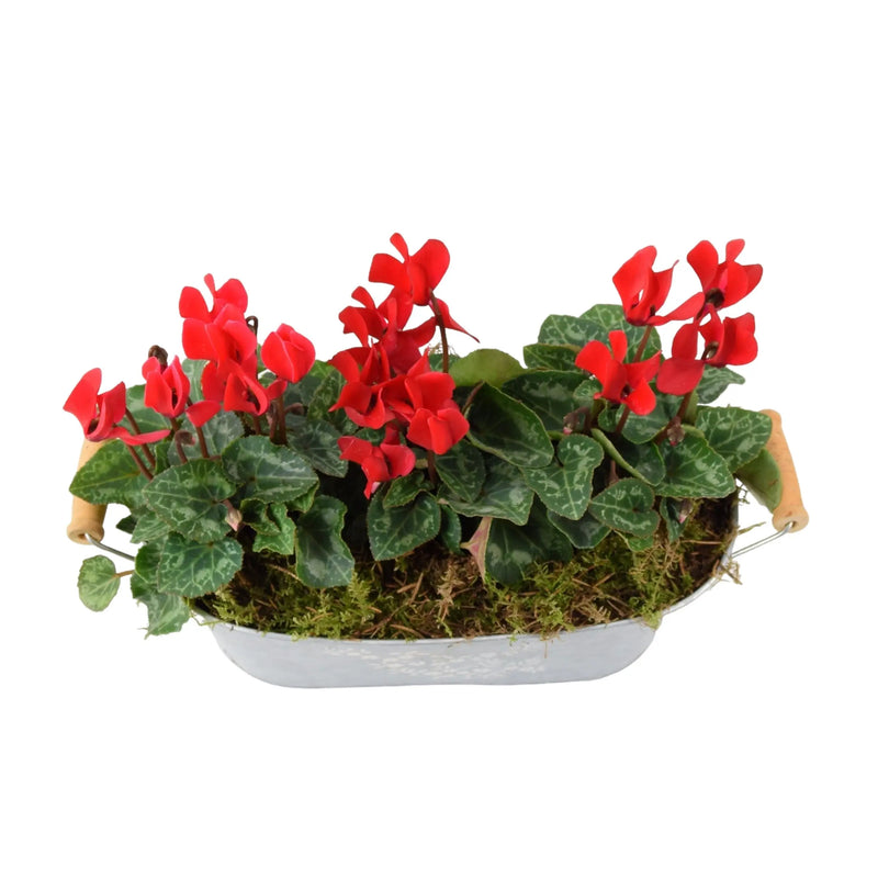 Cyclamen Floral Planted Trough