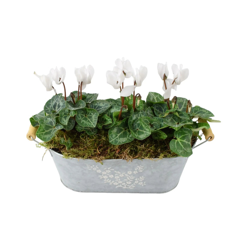 Cyclamen Floral Planted Trough