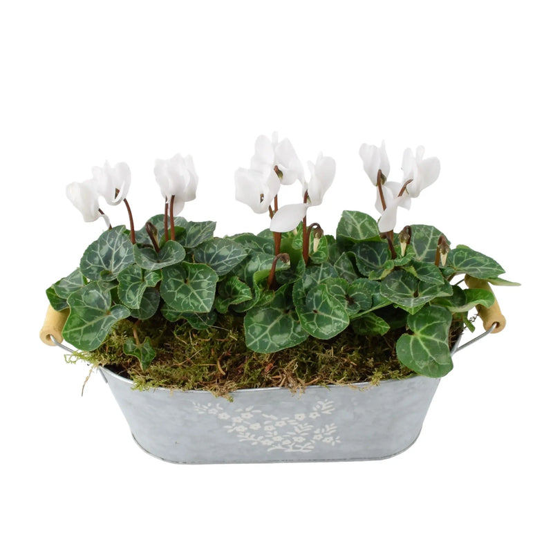 Cyclamen Floral Planted Trough