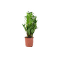 Zamioculcas Zanzibar Gem 12cm