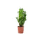 Nursery Pot