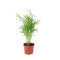Nursery Pot
