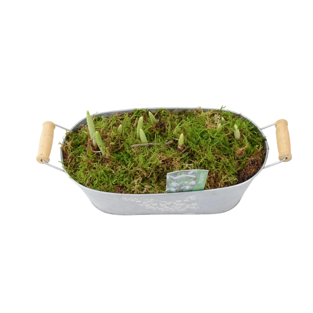 Spring Troughs Snowdrop Spring Trough Gift