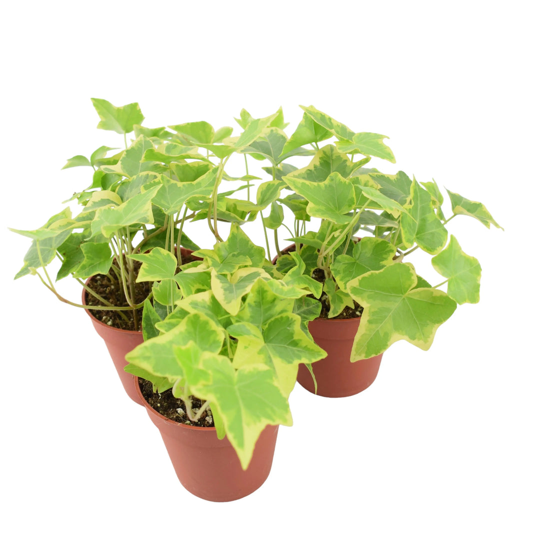 Ivy (Hedera) Trailing Gold 9cm Pot Plants By Post