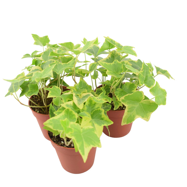Ivy (Hedera) Trailing Gold 9cm Pot Plants By Post