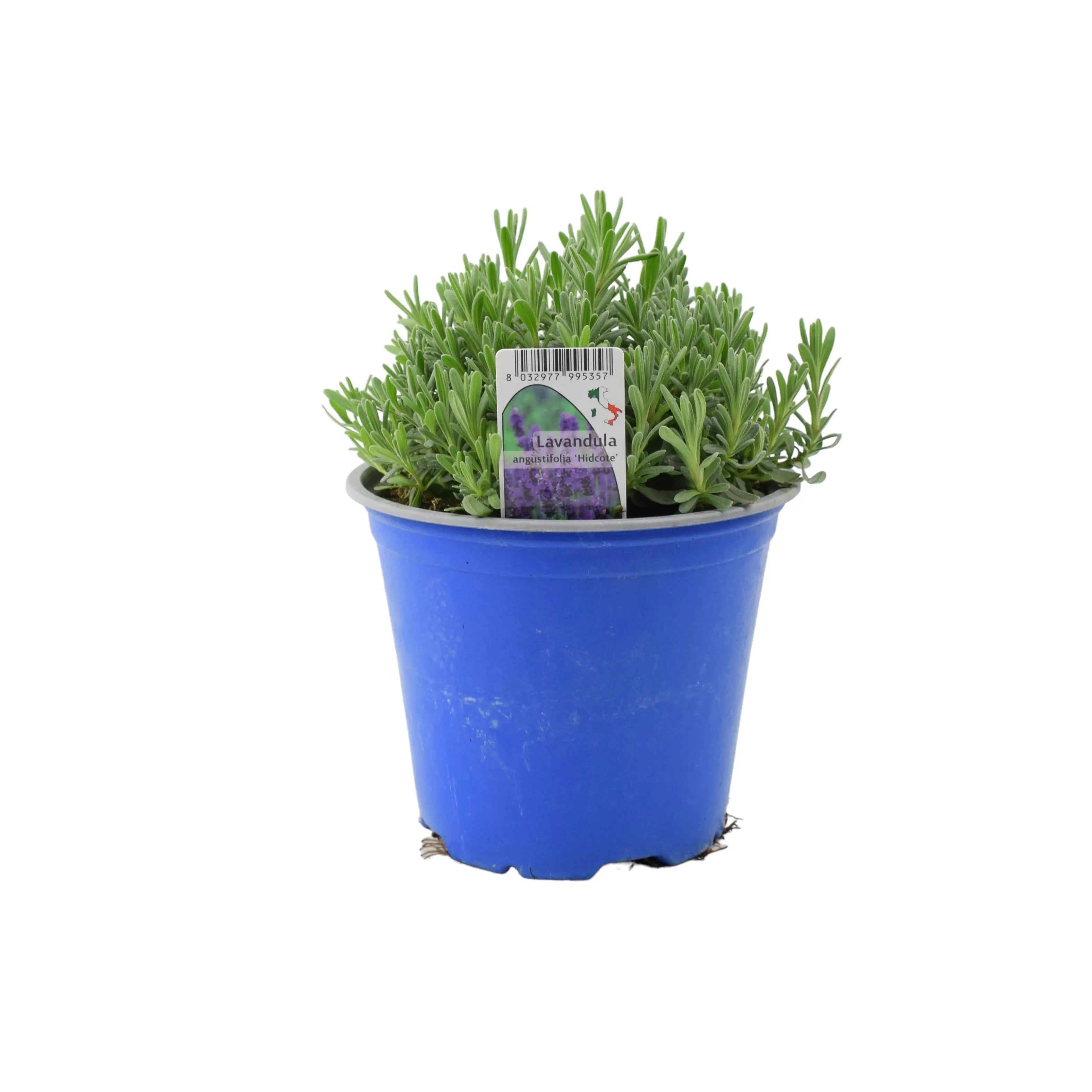 Lavender Hidcote Blue 1L Pot Plants By Post