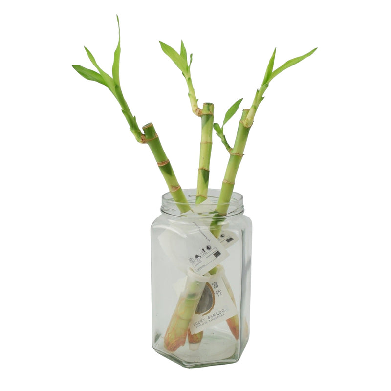 Lucky Bamboo 3 Straight Stems In Glass Jar