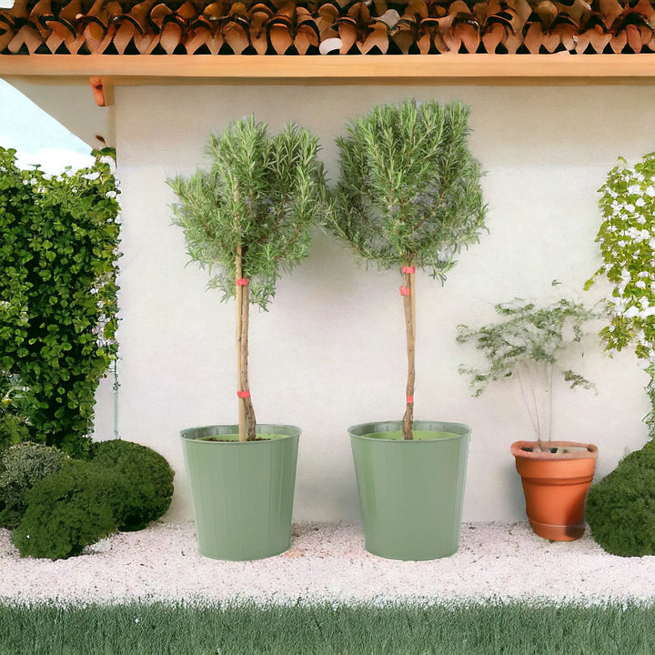 Rosemary Tree 1/4 Standard 3 Litre Pot plants by post