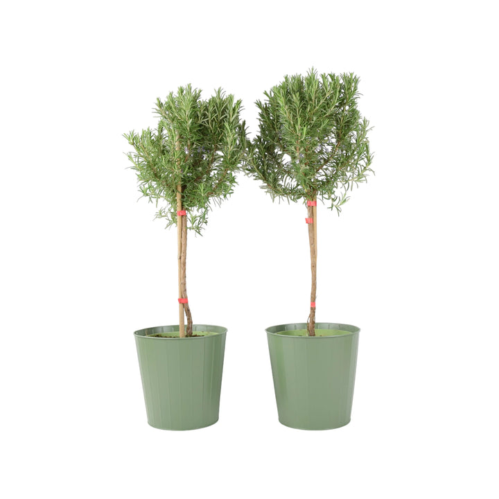 Rosemary Tree 1/4 Standard 3 Litre Pot plants by post
