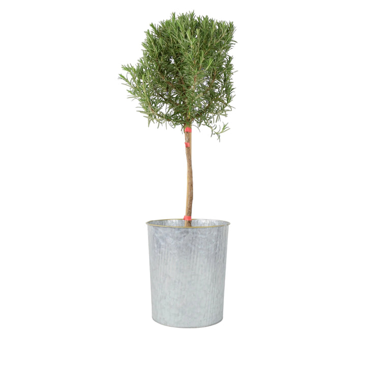 Rosemary Tree 1/4 Standard 3 Litre Pot plants by post