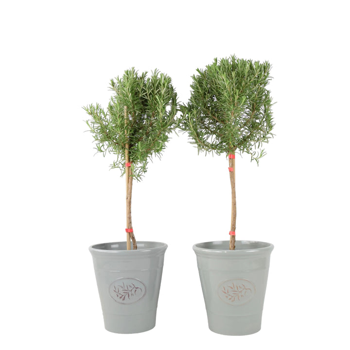 Rosemary Tree 1/4 Standard 3 Litre Pot plants by post