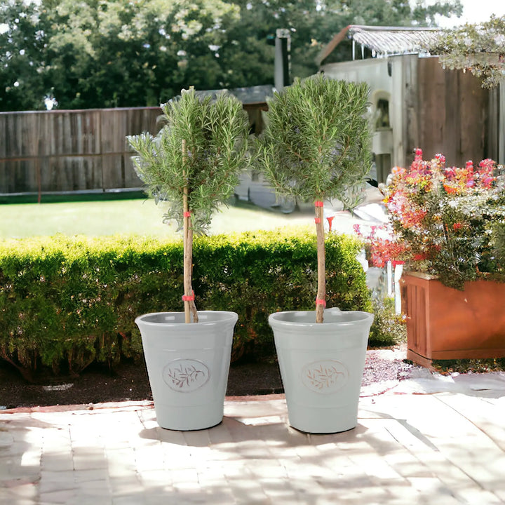 Rosemary Tree 1/4 Standard 3 Litre Pot plants by post