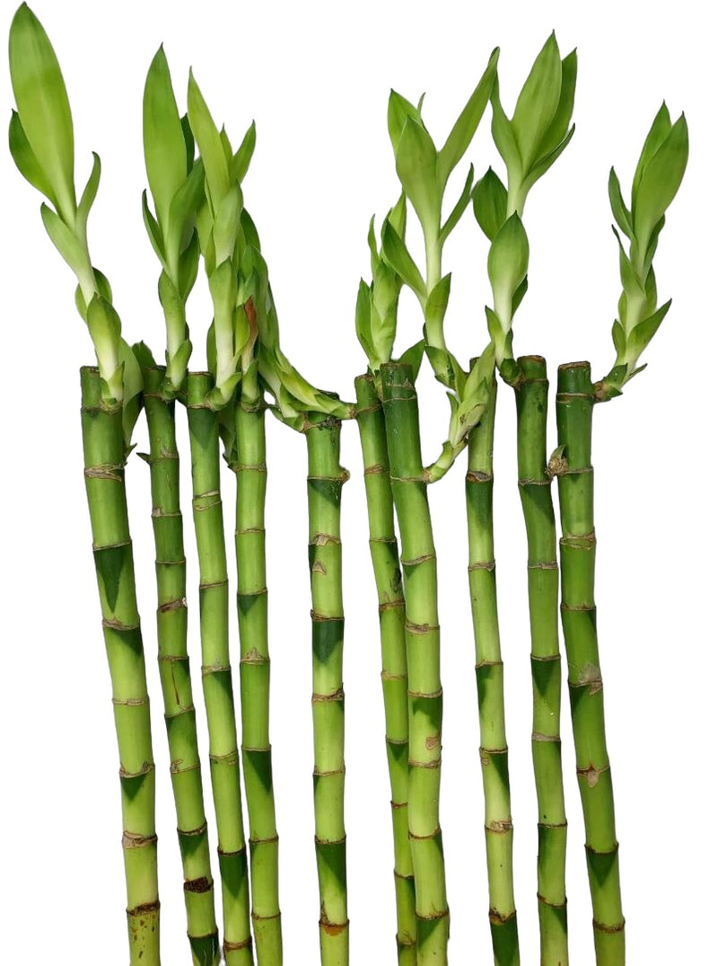 Lucky Bamboo 5 Straight Stems 30cm Tall