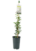 Trachelospermum Jasminoides 3L pot