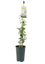 Nursery Pot