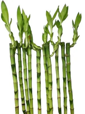 Lucky Bamboo 3 Straight Stems 30cm Tall Plants By Post