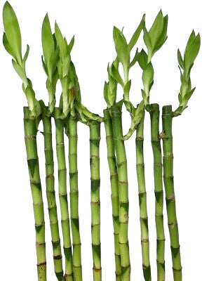 Lucky Bamboo 3 Straight Stems 30cm Tall