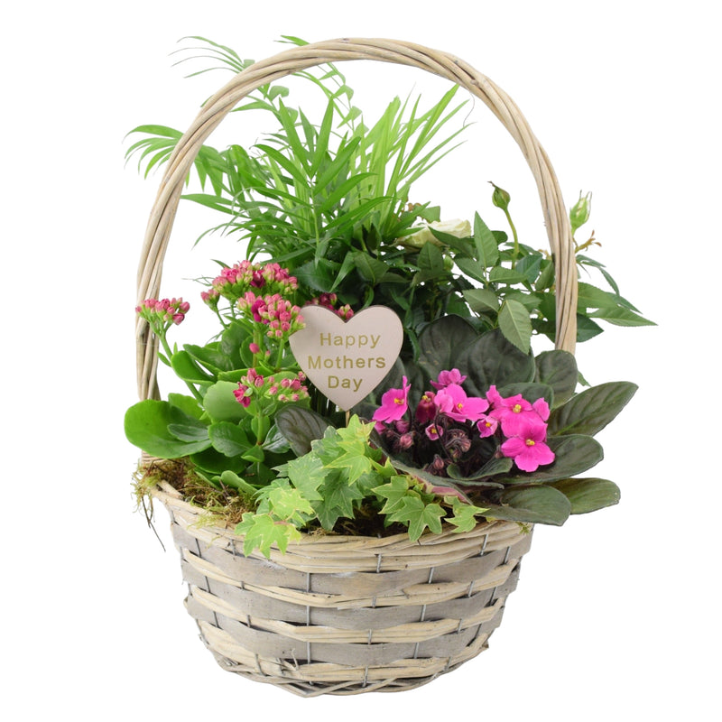 Mothers Day Large Rose Planted Basket