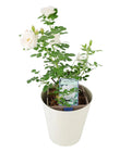Rose Special Child Bush 5.5L