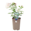 Rose Special Child Bush 5.5L