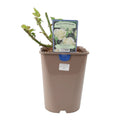 Rose Silver Anniversary 5.5L Pot