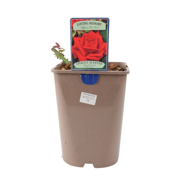 Rose Loving Memory 5.5 Litre Pot Plants By Post