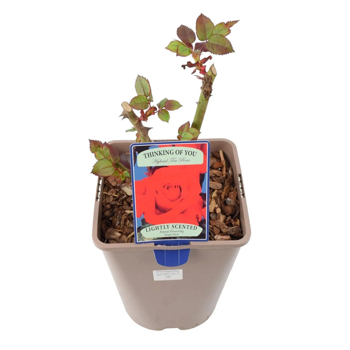 Rose Thinking of You 5.5 Litre Pot Plants By Post