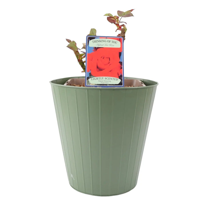 Rose Thinking of You 5.5 Litre Pot Plants By Post