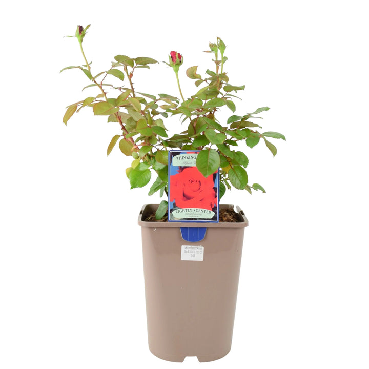 Rose Thinking of You 5.5 Litre Pot Plants By Post
