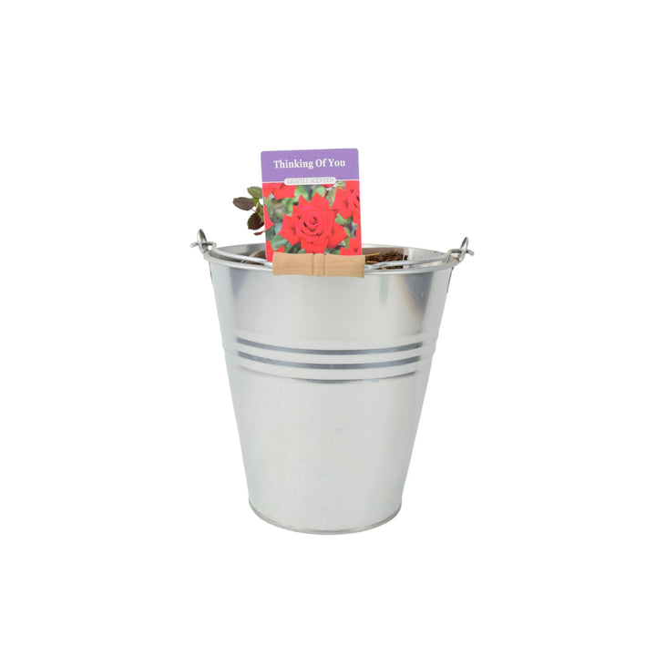 Rose Thinking of You 5.5 Litre Pot Plants By Post