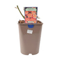 Rose Thank You 5.5L Plants By Post