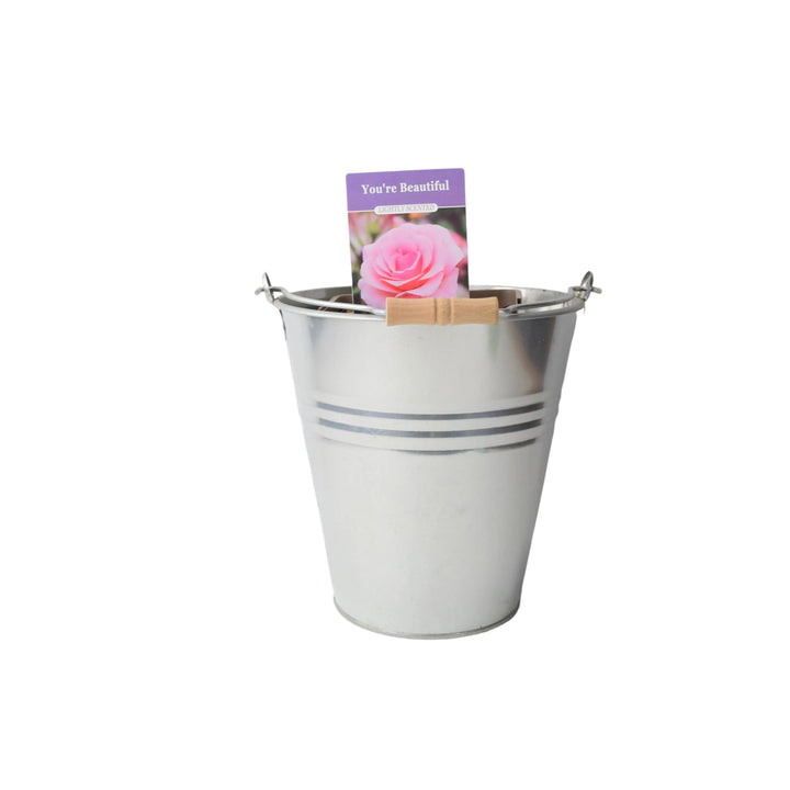 Rose You're Beautiful Bush 5.5L Plants By Post