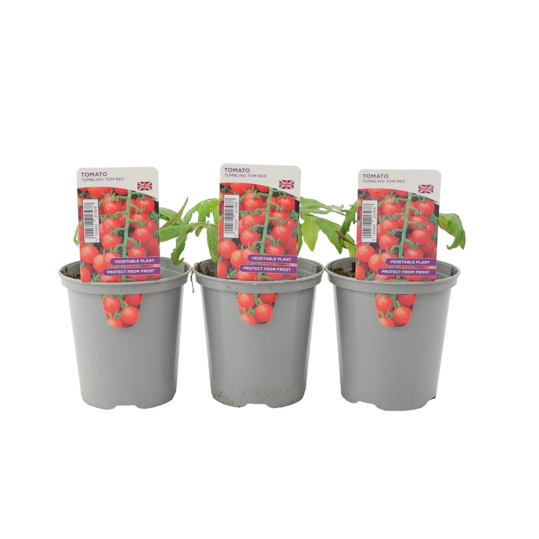 Tomato Tumbling Tom Red 9cm Pots X 3 plants by post