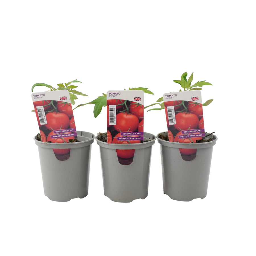 Tomato Shirley 9cm Pots X 3 plants by post
