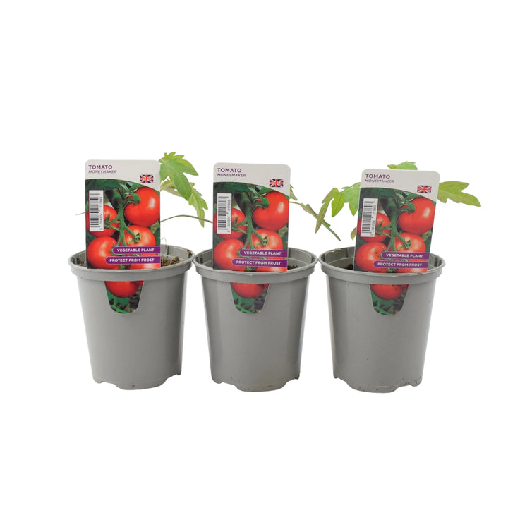 Tomato Moneymaker 9cm Pots X 3 plants by post