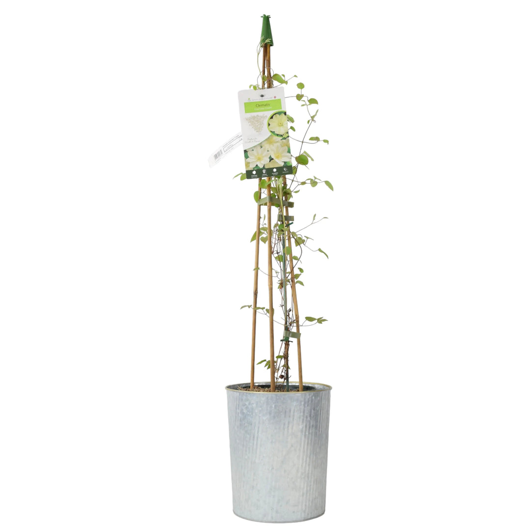 Clematis Guernsey Cream - Fragrant White Clematis in 3L Pot