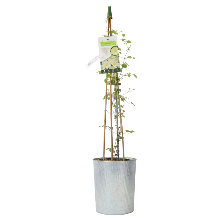 Clematis Guernsey Cream - Fragrant White Clematis in 3L Pot