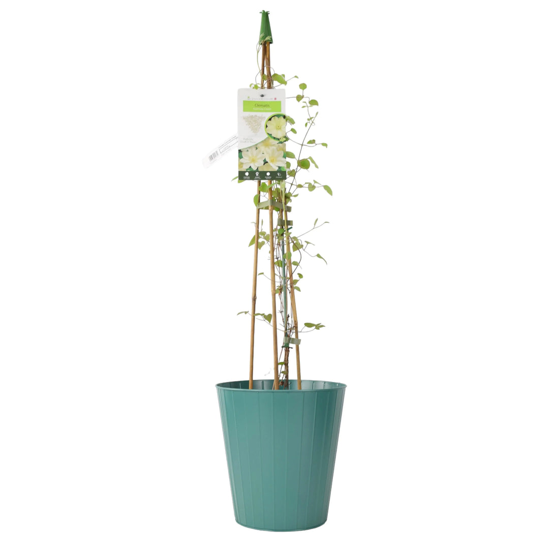 Clematis Guernsey Cream 3L Pot Plants By Post