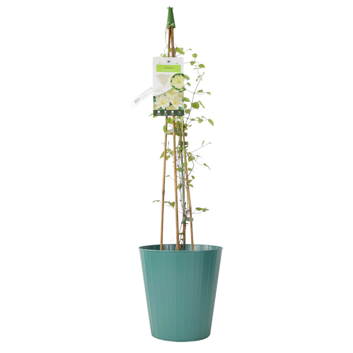 Clematis Guernsey Cream 3L Pot Plants By Post