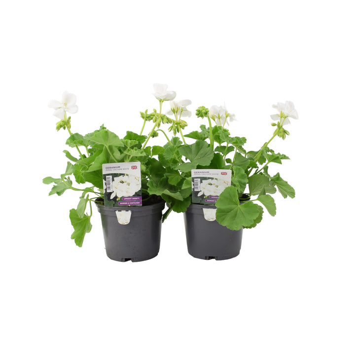 Geranium Zonal Calliope 1L White x 2